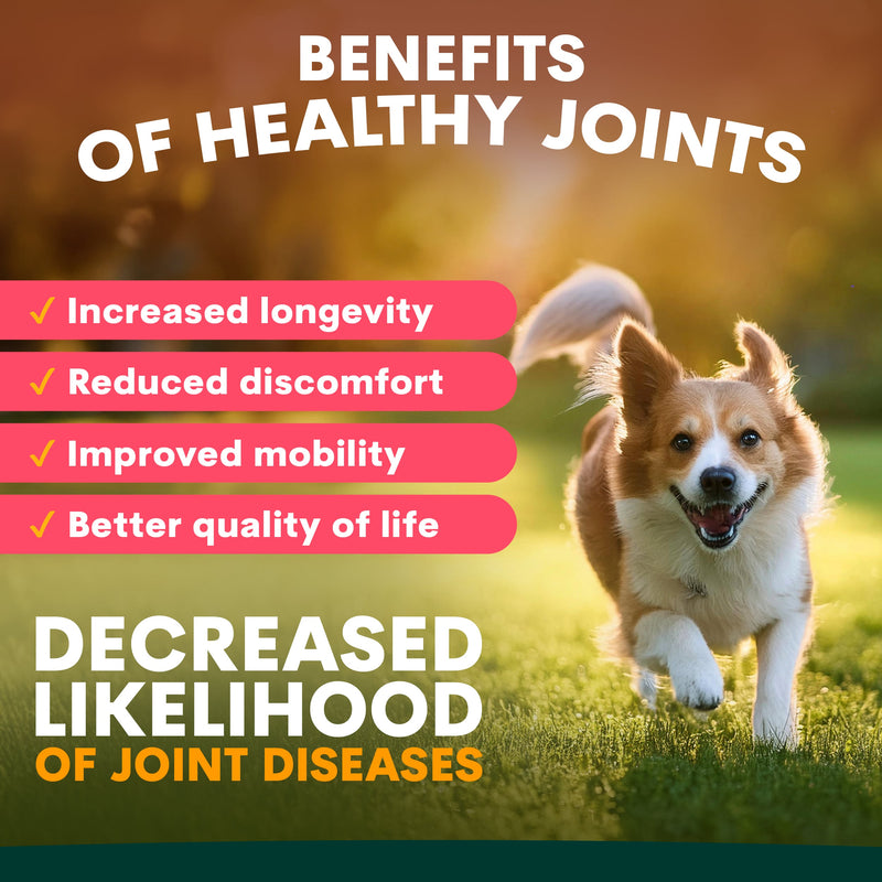 High Quality Hip & Joint Supplements for Dogs | Petz Park