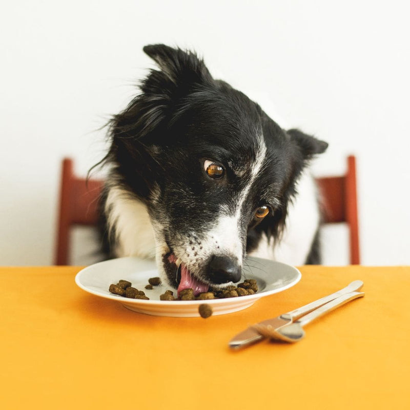 dog eating kibble from plate