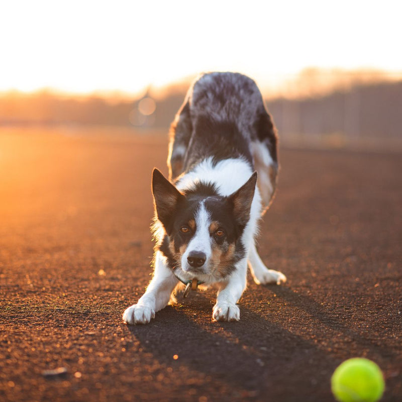 working dog that has arthritis