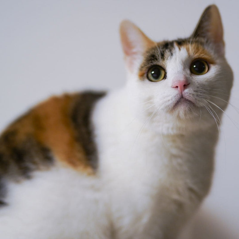 Taurine for Cats: The Nutrient Every Cat Owner Should Know About