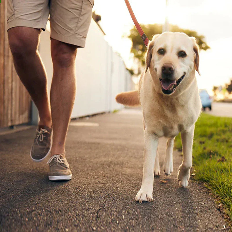 Top Glucosamine Benefits for Dogs