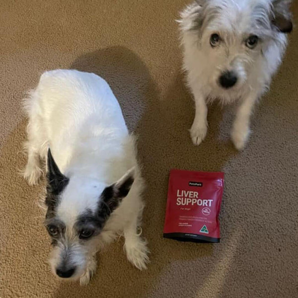 liver disease in small breed dogs, dog liver disease, small dog breed