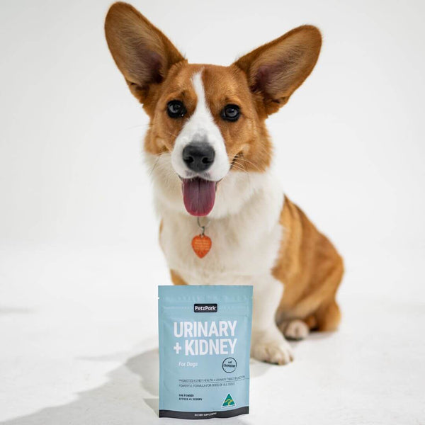 dog UTI, UTI supplement for dogs, cranberry for dogs to help with UTI