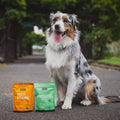 petz park puppy pack, australian shepherd