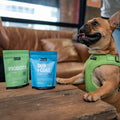 dog allergies, allergies help for dogs, dog supplements for allergies