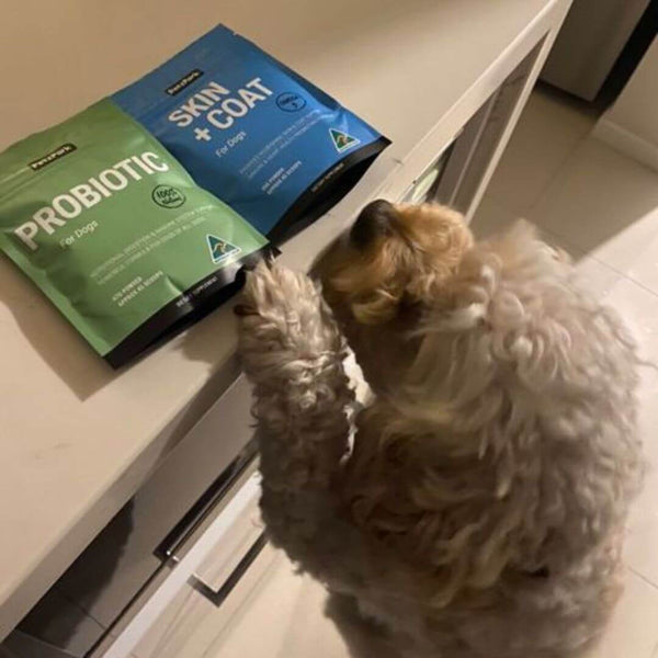 supplement for allergies in dogs, dog allergy season, allergies symptoms in dogs