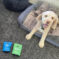 Allergy Duo for Dogs
