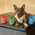 dog supplements for all dogs, petz park three pack supplements