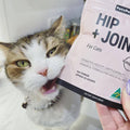 supplements for cats, joint supplements for cats, glucosamine for cats, rescue cat