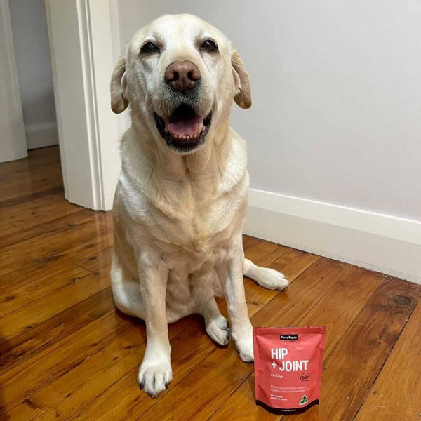 labrador, golden labrador, labrador with hip pain, hip pain in dogs, glucosamine for dogs
