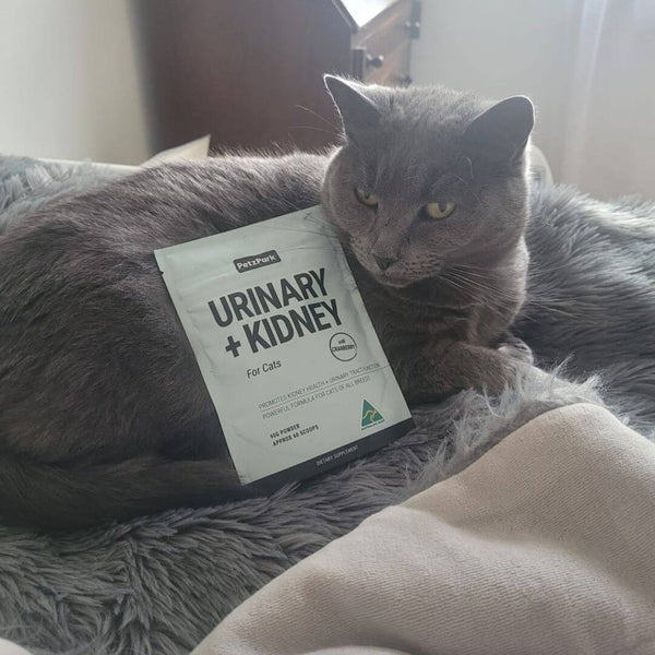 cranberry for cats, kidney disease in cats, cat kidney disease, cat UTI