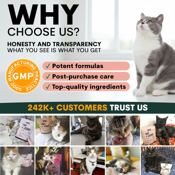 Hip + Joint for Cats