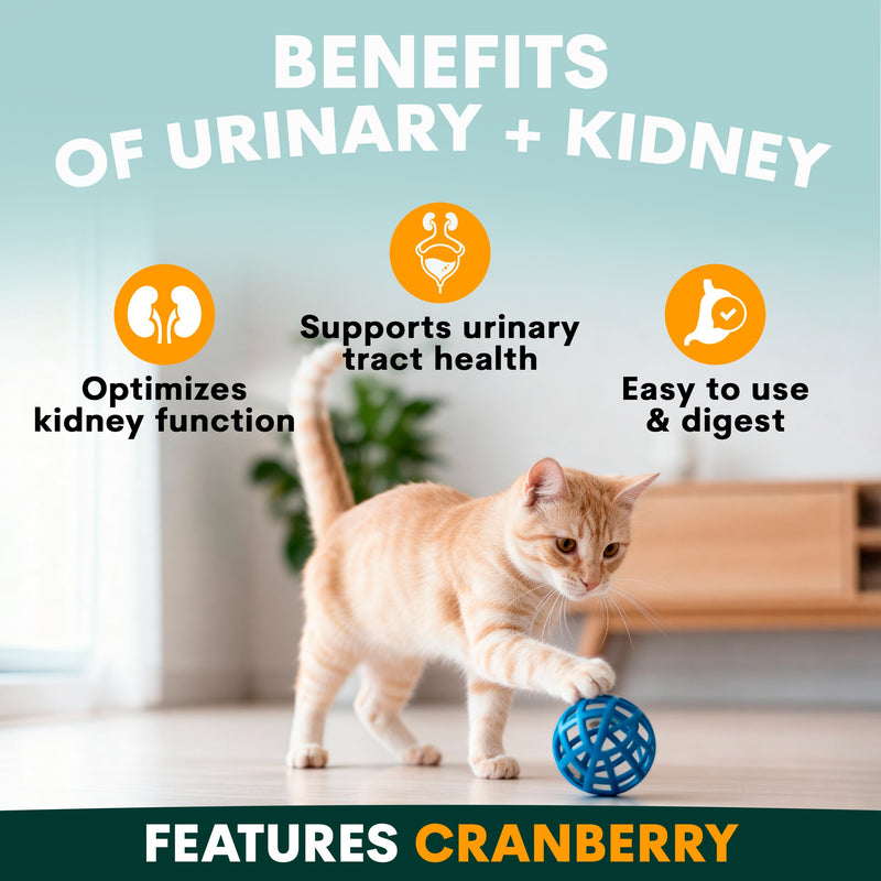 Cat playing with a blue ball in a home setting, with text about urinary and kidney benefits.