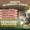 Cat with text about benefits of healthy joints on a blurred natural background