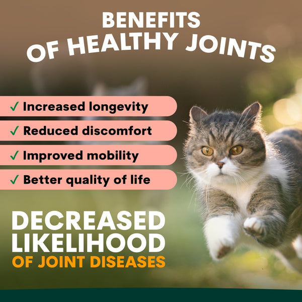 Cat with text about benefits of healthy joints on a blurred natural background