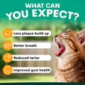 Cat with open mouth showing teeth, with text about dental care benefits on a green background