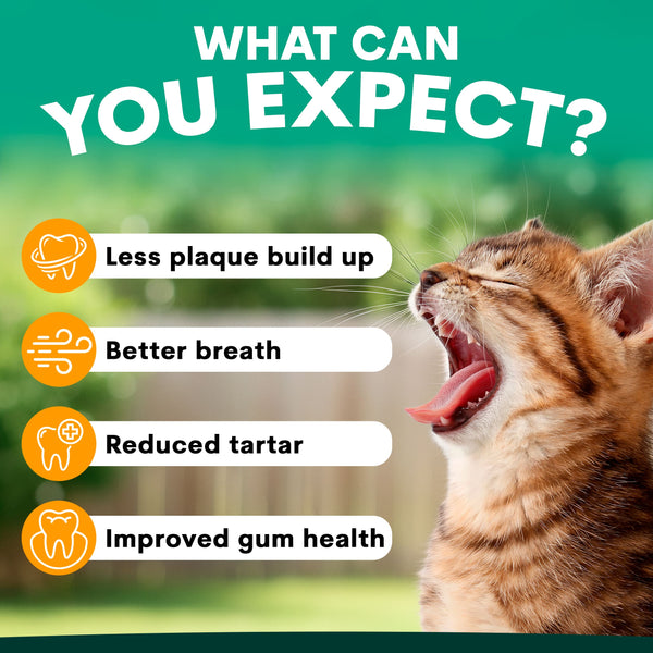 Cat with open mouth showing teeth, with text about dental care benefits on a green background