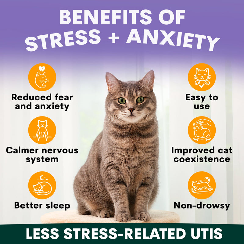 Cat sitting on a white surface with text about stress and anxiety benefits on a purple background