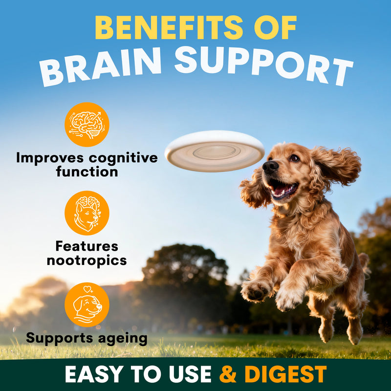 Dog running with a frisbee in an outdoor setting, promoting brain support benefits.