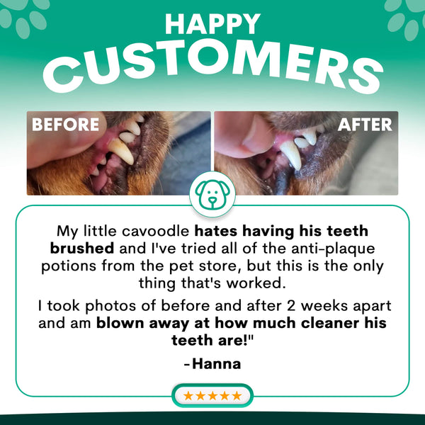 Before and after comparison of a dog's teeth with text and a customer review on a green background.