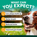 Dog with dental health benefits listed on a green background