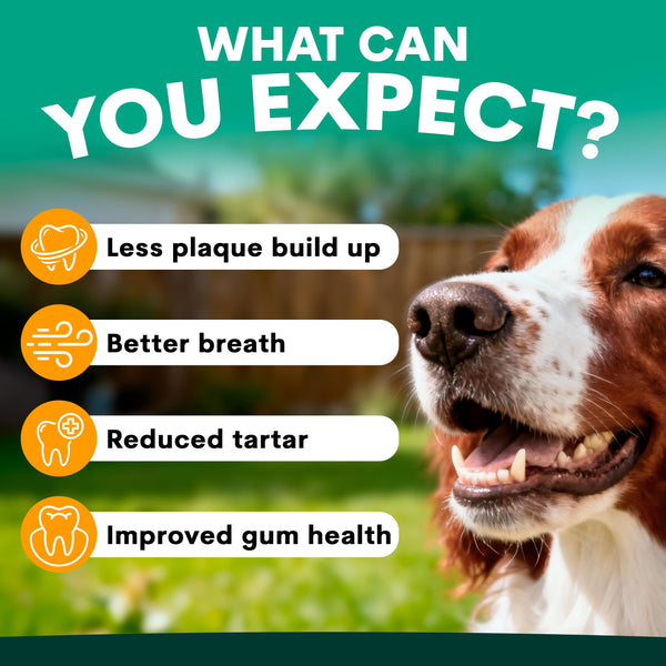 Dog with dental health benefits listed on a green background