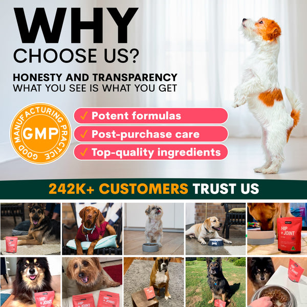 Promotional graphic for a pet product brand highlighting honesty, transparency, potent formulas, post-purchase care, top-quality ingredients, and customer trust.