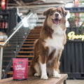 Delicious powder supplement for dogs to help with liver diseases