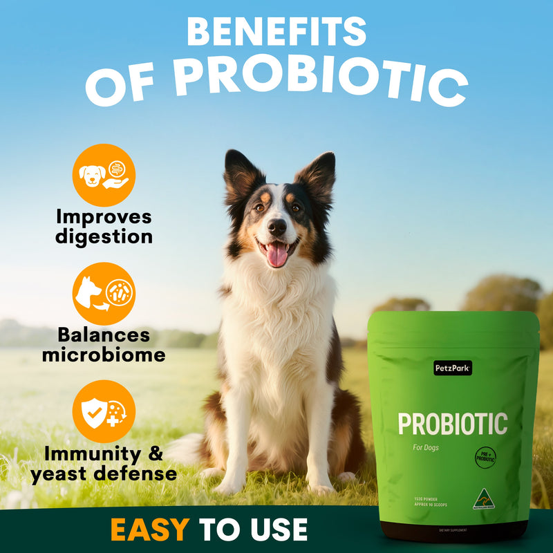 Dog sitting outdoors with a probiotic supplement package, highlighting benefits on a blue sky background.