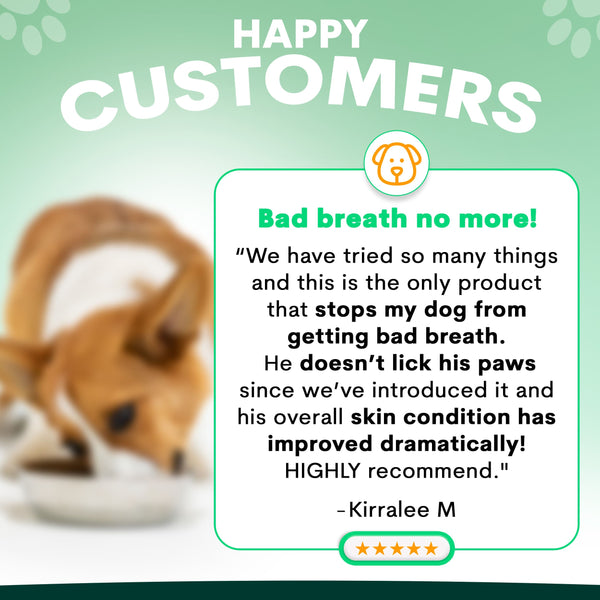 Probiotics for Dogs