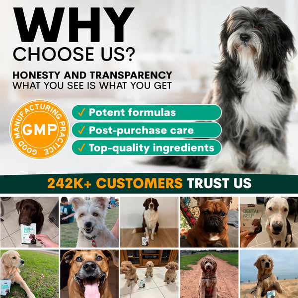 Promotional graphic for a pet product brand with images of dogs and text about product features and customer trust.