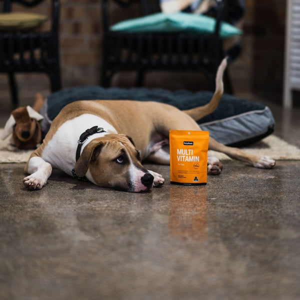 multivitamin for dogs and ridgeback cross dog